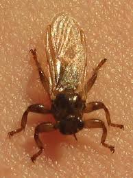 Picture of a deer fly. Lipoptena Cervi Wikipedia