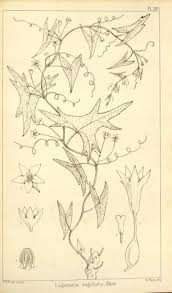 Image result for Trochomeria