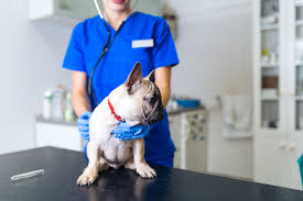 For example, if it's visceral and surgery can help, you might have a little time on your side. Dog Skin Cancer Types Symptoms And Treatment American Kennel Club