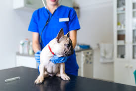 If you do find some raised areas, measure the lump, note the color, and monitor the area to see if it goes away. Dog Skin Cancer Types Symptoms And Treatment American Kennel Club