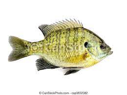 Average less than a pound, but can reach up to 4 pounds. Sunfish A Freshwater Sunfish From A Pond Canstock