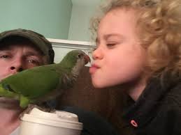 Lost: Quaker Parrot [blue] 2/19/17, Selden, Long Island, NY Per owner Lisa:  "Willow" loves to say 'hello mama' and 'step up'. Below is photo of him  after a bath. I'm heartbroken. He