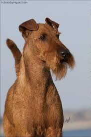 Welcome to the life of an irish terrier. 50 Irish Terrier Ideas Irish Terrier Terrier Irish Dog
