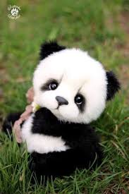 Babypandas Babypandas Kawaii Babypandas Kawaii 2020 Sevimli Hayvan Yavrulari Komik Hayvan Hayvan Yavrusu