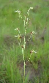Image result for Habenaria tentaculigera