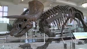 Kid's name will be shown on the top of. Dinosaur Names American Museum Of Natural History