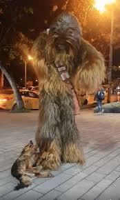 Dog Is So Excited To Bump Into Chewbacca On The Street Chewbacca Street Dogs Rescue Dogs