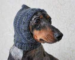 Knitting Pattern Mini Dachshund Dog Wrist Warmers Pet Etsy Dog Hat Crochet Dog Clothes Dog Clothes