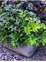 Image result for Cheilanthes botswanae