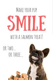 Best customer service · subscribe and save · designer brands N Bone Puppy Teething Ring Chicken Flavor 7 2 Oz Dog Chews Treats Hospitalitybiocleaners Pet Supplies