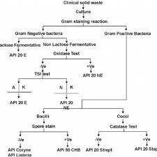 Flow Chart For The Identification Of Bacteria In Clinical