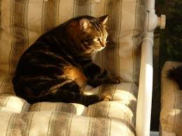 Maybe you would like to learn more about one of these? Dream Land Pet Memorial Center Cremation Service Closed 27 Reviews Pet Cremation Services 4671 S Main Acworth Ga United States Phone Number