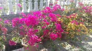 Bunga bougenville juga akrab dengan nama bunga kertas di indonesia karena kelopaknya yang tipis dan seperti kertas. Bunga Bougenville Bongainvillea Spectabilis Bougenville Flower Bougainvillea Spectabilis Steemit