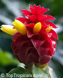 Image result for Costus subbiflorus