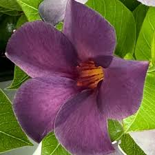 Image result for Mandevilla