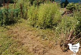 I found it easiest to pop up the soil with a shovel along the unweeded edge to loosen the roots, then sit down to pull everything out of the ground. What To Do When Your Garden Is A Lost Cause
