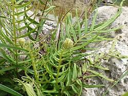 Image result for Pteris vittata