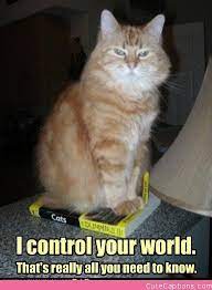 Comedy writer ariane told us that her fave jokes this year are definitely the my plans vs. Today Is The International Cat Day Crazy Cats Funny Cat Memes Funny Cat Pictures