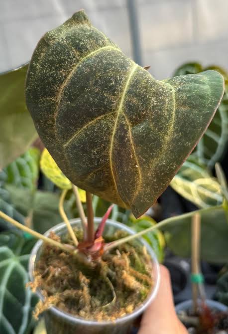 How to Take Care of an Anthurium Plant?