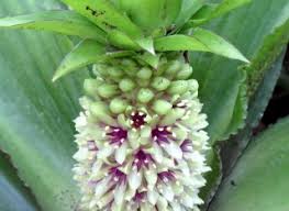 Image result for Cyrtanthus welwitschii