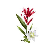 Image result for Curculigo