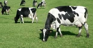 Black And White Cow Breeds Australia Black And White Cow Eating Green Meadow Grass White Cow Green Eating Animal Photography Lions