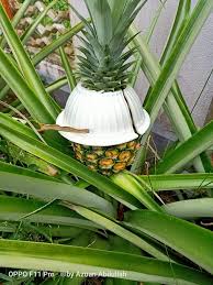 Agar nanas cepat berbuah, analisa budidaya nanas, berapa lama nanas berbuah, bibit nanas, budidaya nanas di lahan gambut, budidaya nanas pdf, cara stek nanas, pupuk nanas. 7 Tips Nak Bagi Nanas Md2 Cepat Sahabat Kebun Anda Facebook
