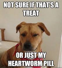 10 Reasons You Should Be Spending More Time With Your Dog Funny Animals Funny Dogs Funny Pictures