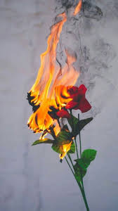 Buring Dope Rose Wallpapers On Wallpaperdog Peach pastel pink artists on tumblr digital art backgrounds gifs abstract art colorful pretty aesthetics design. buring dope rose wallpapers on wallpaperdog