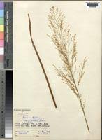 Image result for Panicum subalbidum