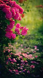Pink Roses Flowers Mobile Wallpaper Hd Nature Wallpapers Wallpaper Nature Flowers Flowers Photography