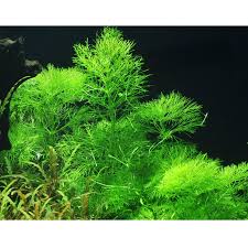Image result for Limnophila fluviatilis