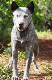 Black And White Cattle Dog Stumpy Tail Cattle Dog Breed Information And Pictures Rare Dog Breeds Dog Breeds Dogs