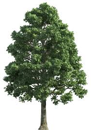 Green Realistic Tree Png Clip Art Tree Photoshop Tree Textures Tree Drawing