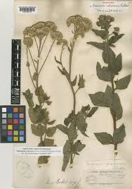 Image result for Stomatanthes