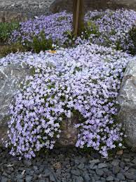 It is included in an evolving list of plants carefully researched and chosen by rhs experts. Stauden Stade Versand Shop Phlox Subulata Emerald Cushion Blue Polster Phlox Teppich Phlox Hier Bestellen