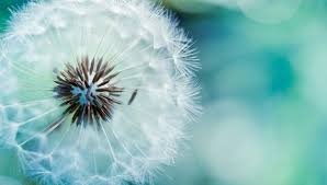Dandelion Flowers Wallpapers Hd Pictures Dandelion Wallpaper Flower Wallpaper Bokeh Wallpaper