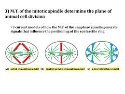 Maybe you would like to learn more about one of these? Cell Division Ppt Download