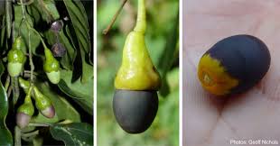 Image result for Ocotea