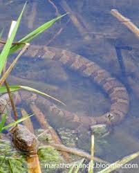Water Birds Of Northern Illinois Photos Northern Water Snake Submerged Snake Photo Submerged