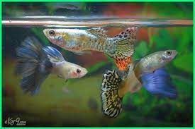 3 menit membaca oleh vera khairifah pada november 27, 2019. 10 Ikan Hias Paling Mudah Dan Cepat Berkembang Biak Ekor9 Com Ekor9 Com