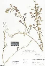 Image result for Nasturtium microphyllum