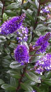 Flowering trees can be planted in your garden, backyard, or even in a container for your patio or indoor spaces. Once Upon A Time Tales From Carmel By The Sea Purple Flowers Beautiful Flowers Violet Garden
