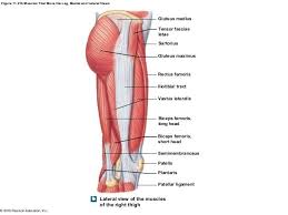 But, whatever you call them, your legs are composed of bones, muscles, tendons and ligaments. ìˆ˜ë¹ˆ ì„± Adli Kullanicinin Muscle Anatomy Panosundaki Pin