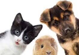 It is our mission as the petcare team to provide the best care for your pets. Pet Surgery Mill Creek Wa Animal Hospital At Murphy S Corner