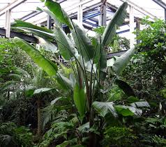 Image result for Strelitzia