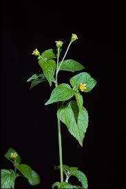 Image result for Galinsoga parviflora