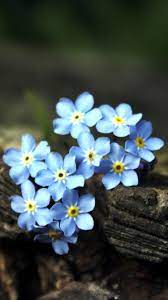 Jun 30, 2021 · i combed the web for the most breathtaking photos of the jersey shore that would be perfect wallpaper for your devices. Earth Forget Me Not Mobile Abyss