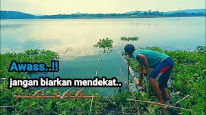 Danau saguling surut debit air danau wisata situ gede surut antara foto a 1 dan 3 b 2 dan 4 c 3 dan 5 d 4 dan 5 trends explore google from 1.bp.blogspot.com. Spot Favorit Mancing Liar Waduk Saguling Terbaru 2020 Youtube