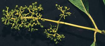 Image result for Psychotria heterosticta